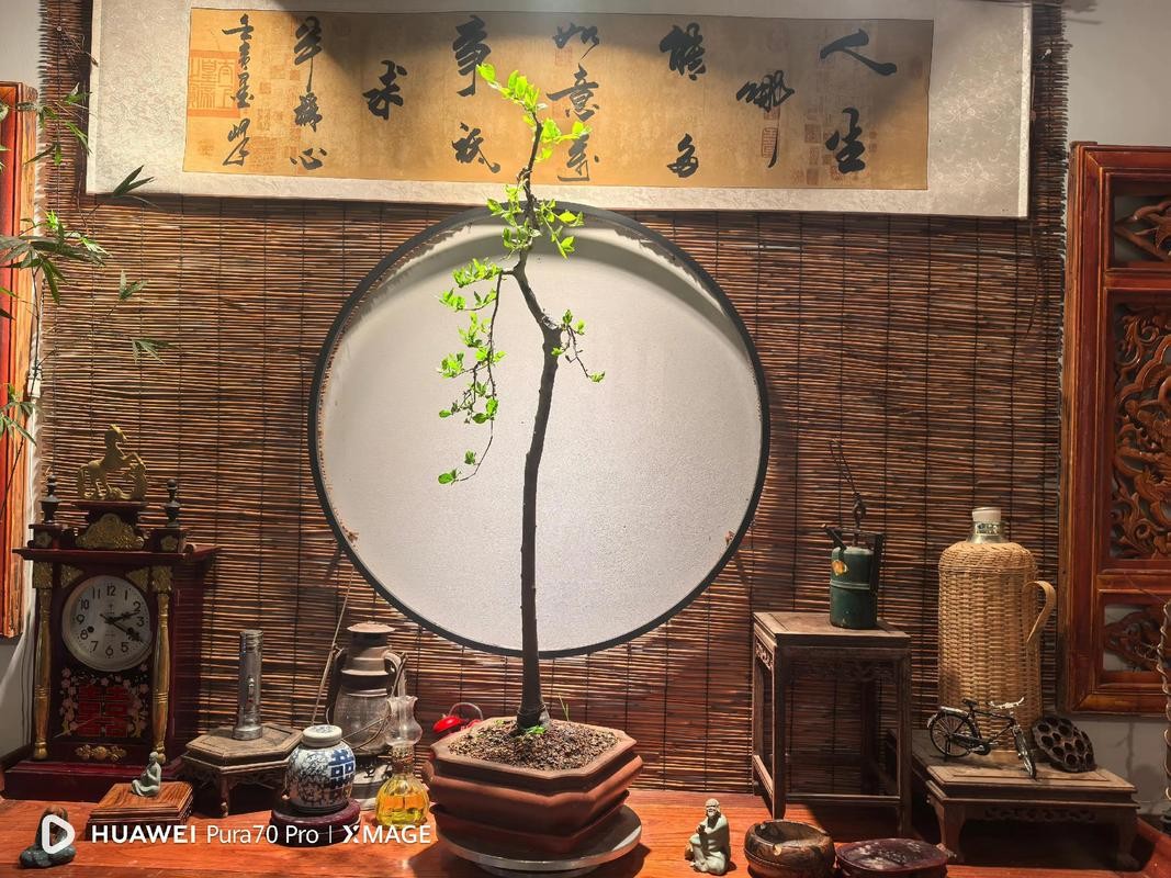 盆景艺术与泡茶哲学，修剪枝条的微妙如掌握时间之艺